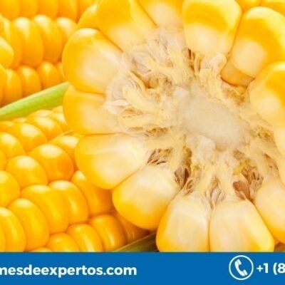 Global Corn Market