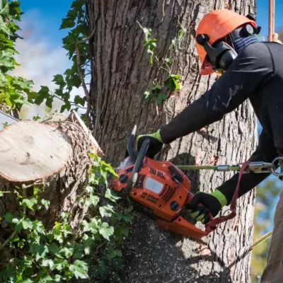 Tree removal services in Las Vegas