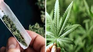 Weeds